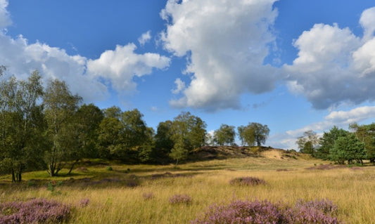 Fotobehang Veluwe Planken Wambuis