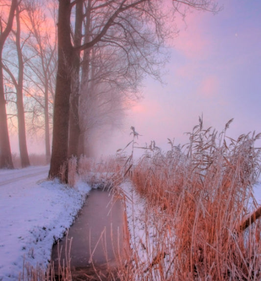 Fotobehang Winterochtend III